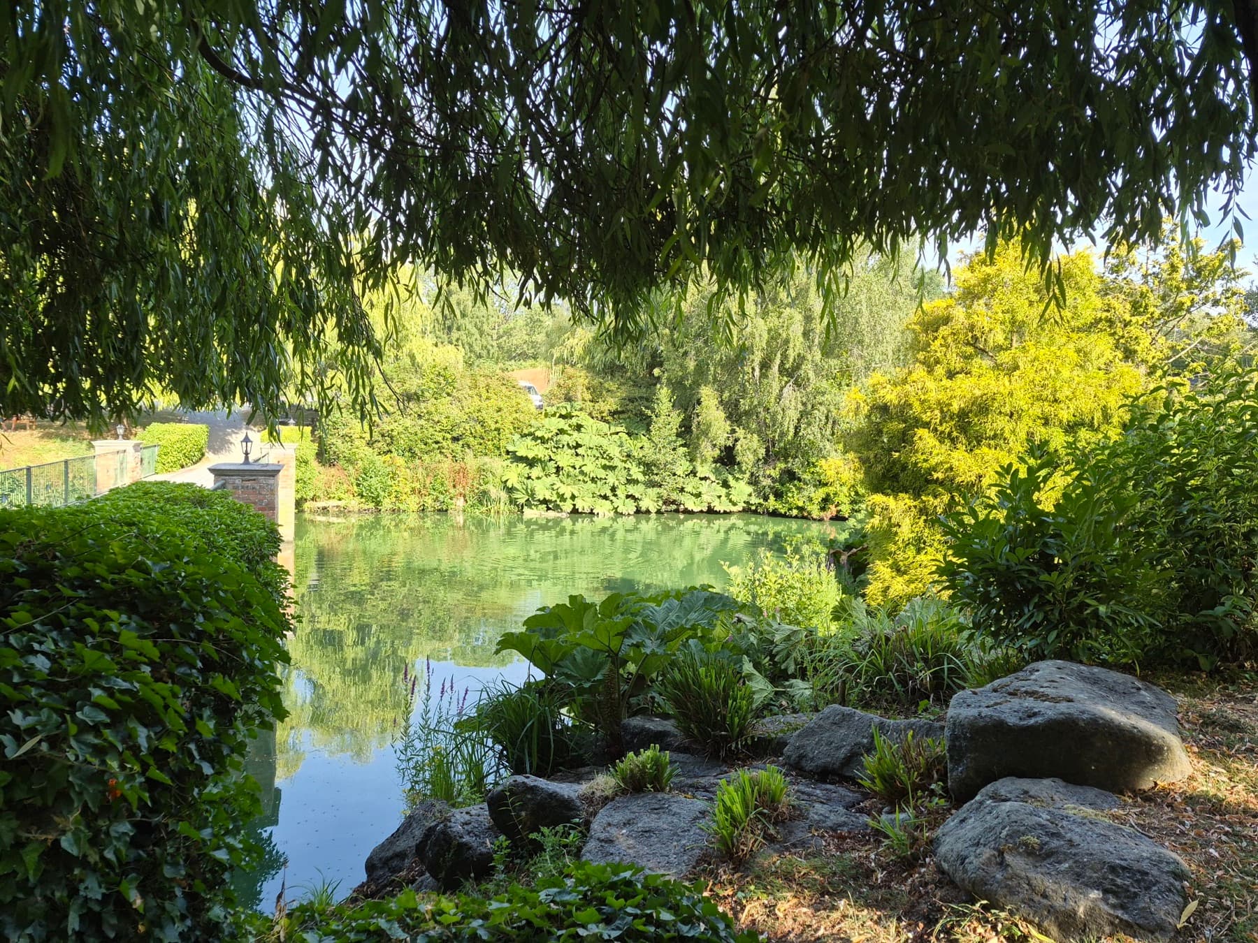 A shaded corner of the pond, framed by willow branches and planting on the bank