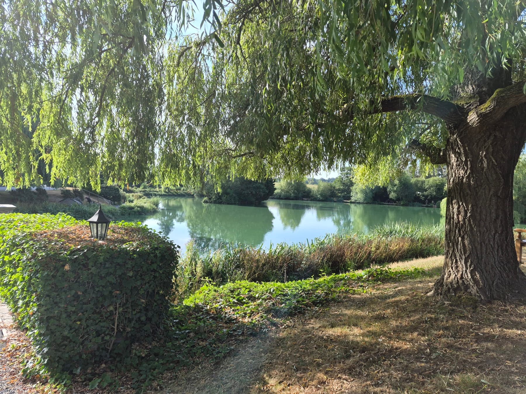 A weeping willow leaning over the lake, with a small lantern on the hedge in the foreground
